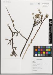 Foto von Salix L.